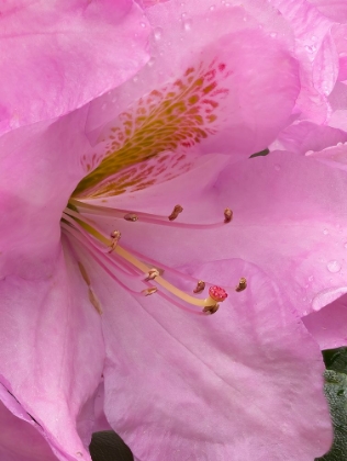 Picture of RHODODENDRON FLOWER