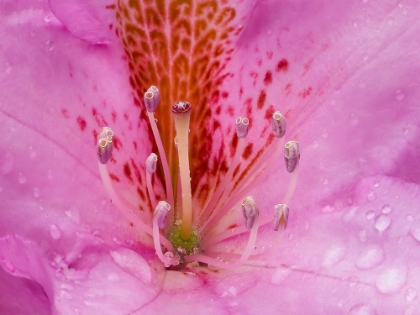 Picture of RHODODENDRON FLOWER