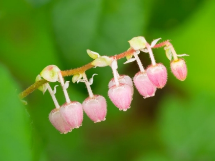 Picture of SALAL FLOWERS