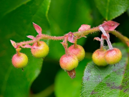 Picture of SALAL BERRIES