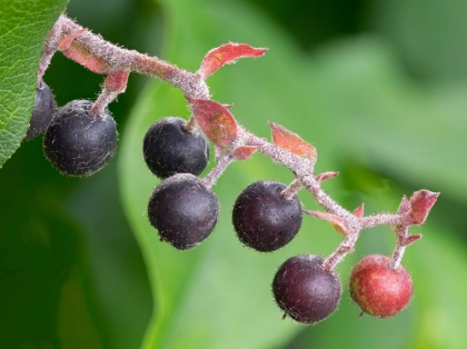 Picture of SALAL BERRIES
