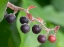 Picture of SALAL BERRIES