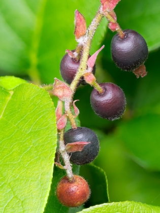 Picture of SALAL BERRIES