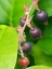 Picture of SALAL BERRIES