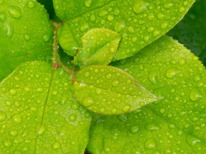 Picture of WATER DROPS ON SALAL LEAVES