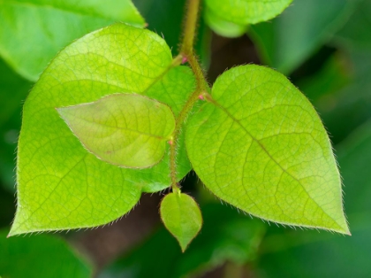 Picture of SALAL LEAVES