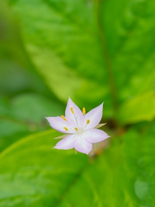 Picture of STAR FLOWER