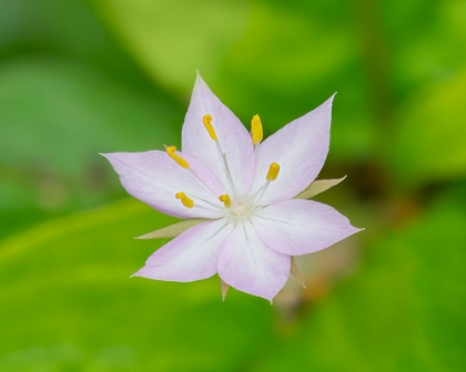 Picture of STAR FLOWER