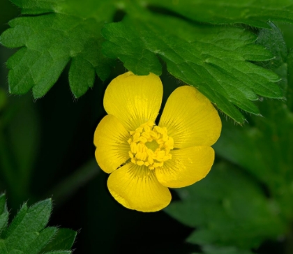 Picture of CREEPING BUTTERCUP