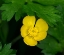 Picture of CREEPING BUTTERCUP