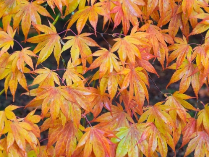Picture of MAPLE LEAVES