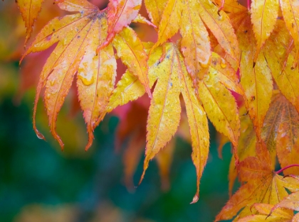 Picture of MAPLE LEAVES
