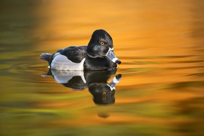 Picture of RING-NECKED DUCK