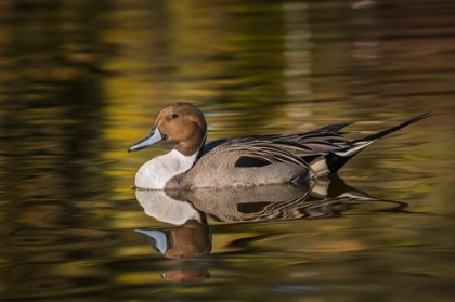 Picture of PINTAIL DUCK