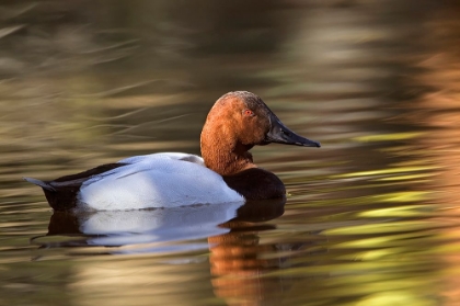 Picture of CANVASBACK DUCK