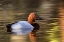 Picture of CANVASBACK DUCK