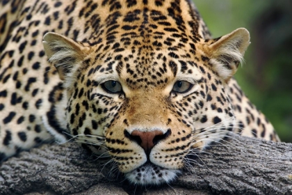 Picture of LEOPARD RESTING FACING FORWARD-CAPTIVE ANIMAL