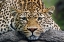 Picture of LEOPARD RESTING FACING FORWARD-CAPTIVE ANIMAL