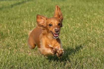 Picture of MINIATURE DACHSHUND RUNNING TOWARD CAMERA