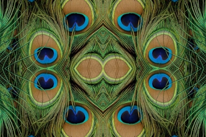 Picture of PEACOCK FEATHERS