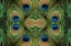 Picture of PEACOCK FEATHERS