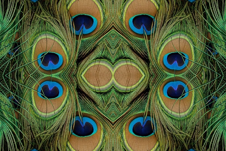 Picture of PEACOCK FEATHERS