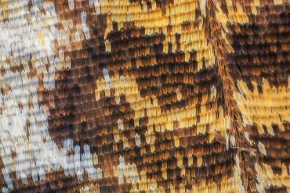 Picture of CLOSE-UP OF BUTTERFLY WING SCALES