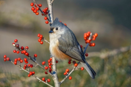 Picture of TUFTED TITMOUSE AMONG RED BERRIES IN WINTER