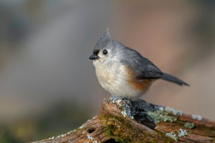 Picture of TUFTED TITMOUSE IN WINTER