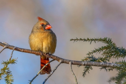Picture of FEMALE NORTHERN CARDINAL IN WINTER