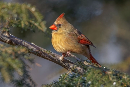Picture of FEMALE NORTHERN CARDINAL IN WINTER