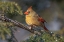 Picture of FEMALE NORTHERN CARDINAL IN WINTER