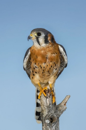 Picture of MALE AMERICAN KESTREL