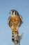 Picture of MALE AMERICAN KESTREL