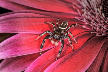 Picture of BOLD JUMPING SPIDER