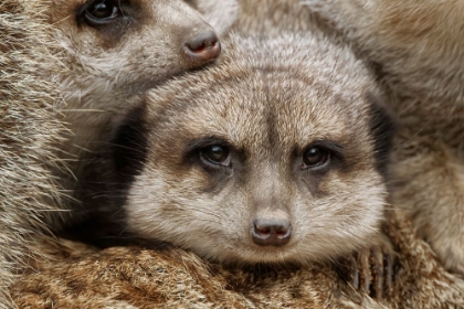 Picture of MEERKAT FAMILY SLEEPING TOGETHER