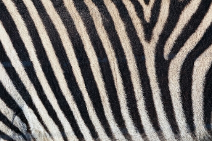 Picture of BURCHELLS ZEBRA PATTERN OF BLACK AND WHITE STRIPES