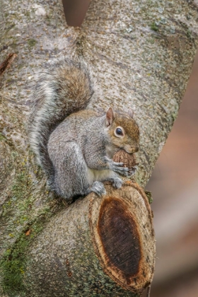 Picture of GRAY SQUIRREL EATING A WALNUT FROM FAVORITE PERCH