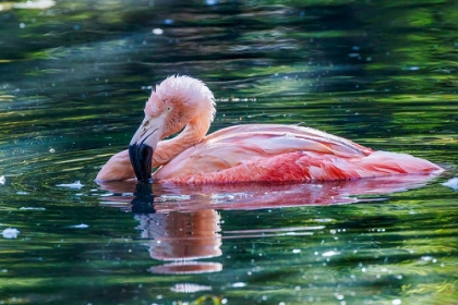 Picture of CHILEAN FLAMINGO SWIMMING