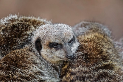 Picture of MEERKAT FAMILY SLEEPING TOGETHER