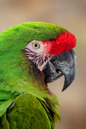 Picture of GREAT GREEN MACAW-NATIVE TO SOUTH AMERICA