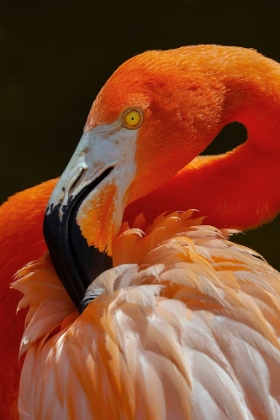 Picture of AMERICAN FLAMINGO