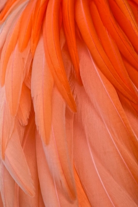 Picture of PATTERN IN PINK AMERICAN FLAMINGO FEATHERS