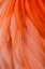 Picture of PATTERN IN PINK AMERICAN FLAMINGO FEATHERS