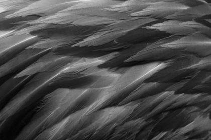 Picture of BLACK AND WHITE OF PATTERN IN AMERICAN FLAMINGO FEATHERS