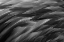 Picture of BLACK AND WHITE OF PATTERN IN AMERICAN FLAMINGO FEATHERS