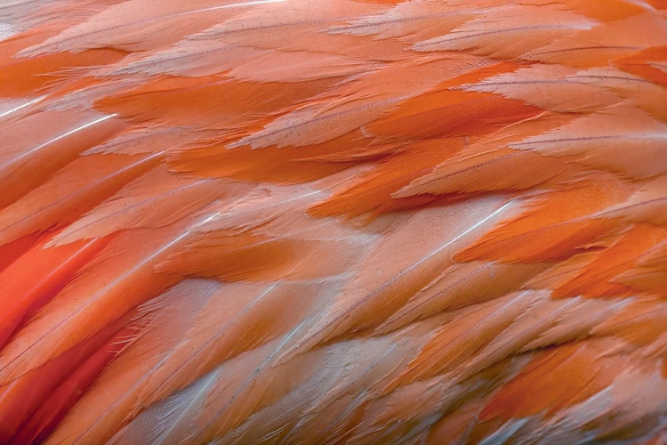 Picture of PATTERN IN PINK AMERICAN FLAMINGO FEATHERS