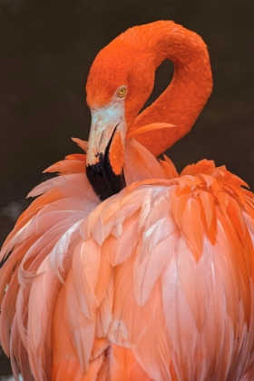 Picture of AMERICAN FLAMINGO PREENING FEATHERS