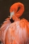 Picture of AMERICAN FLAMINGO PREENING FEATHERS