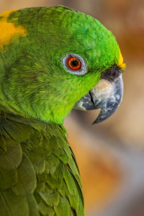 Picture of YELLOW-NAPPED AMAZON PARROT PORTRAIT
